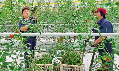 【潍坊寿光】寿光新增植物新品种权20个